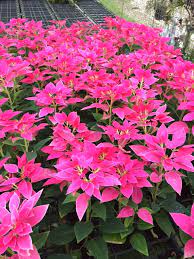 ต้นคริสมาส ชมพู